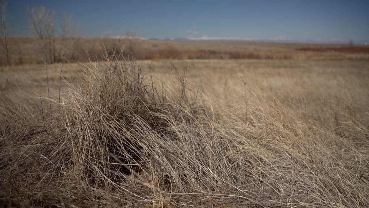 plains conservation center plants.jpg