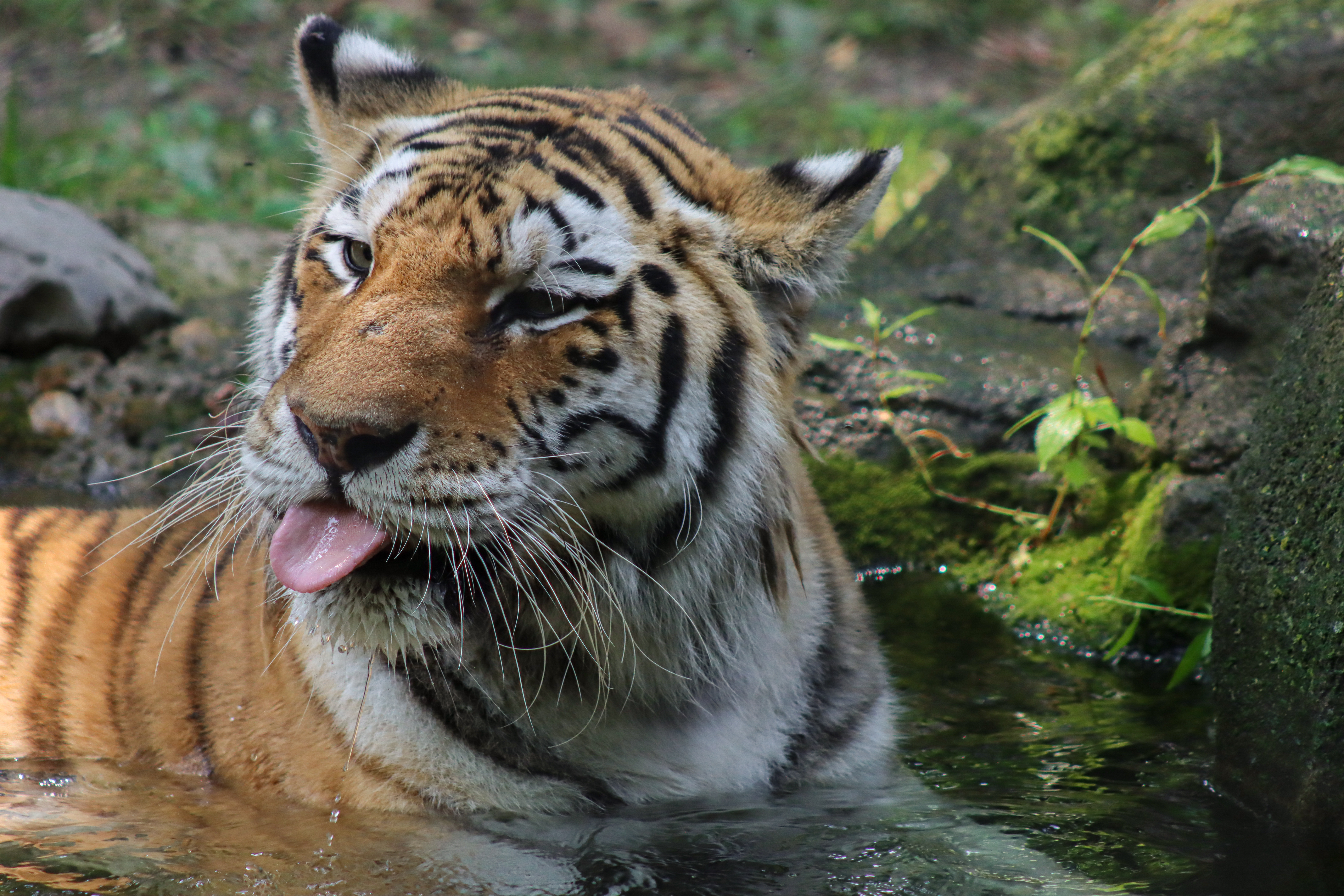 JBZoo_AmurTiger_Nika.jpg