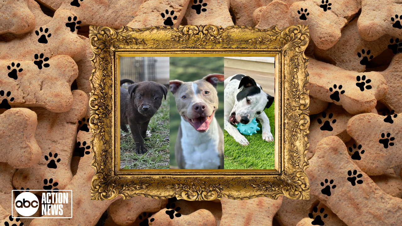 Rescues in Action: Timber, Brittney and Chance