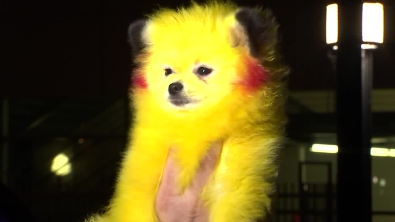 dog dyed to look like Pikachu at Miami Heat game