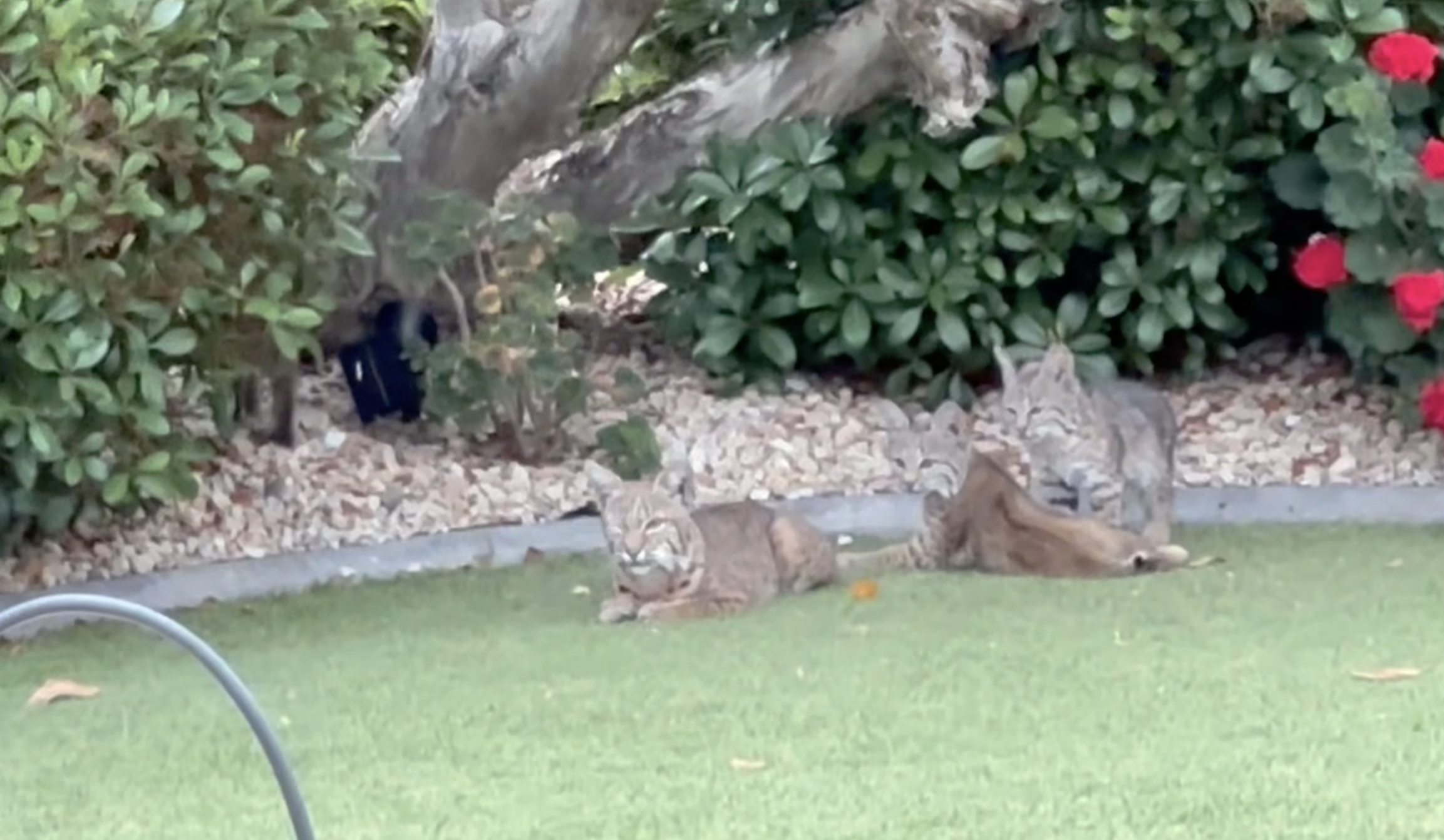 Bobcats in Escondido