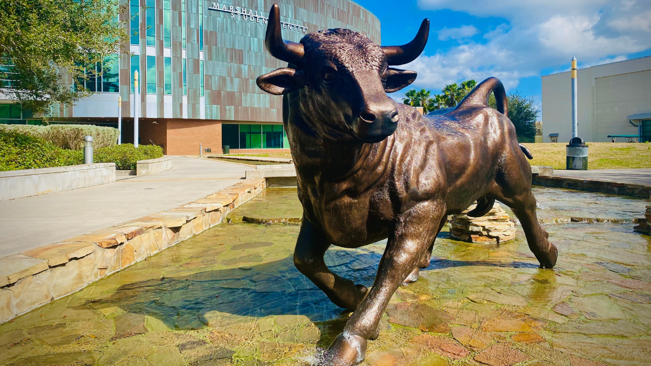 USF bull.png