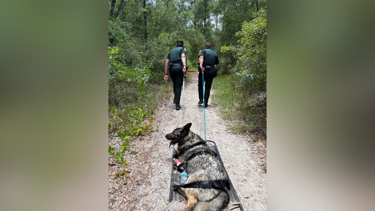 dog rescue.png