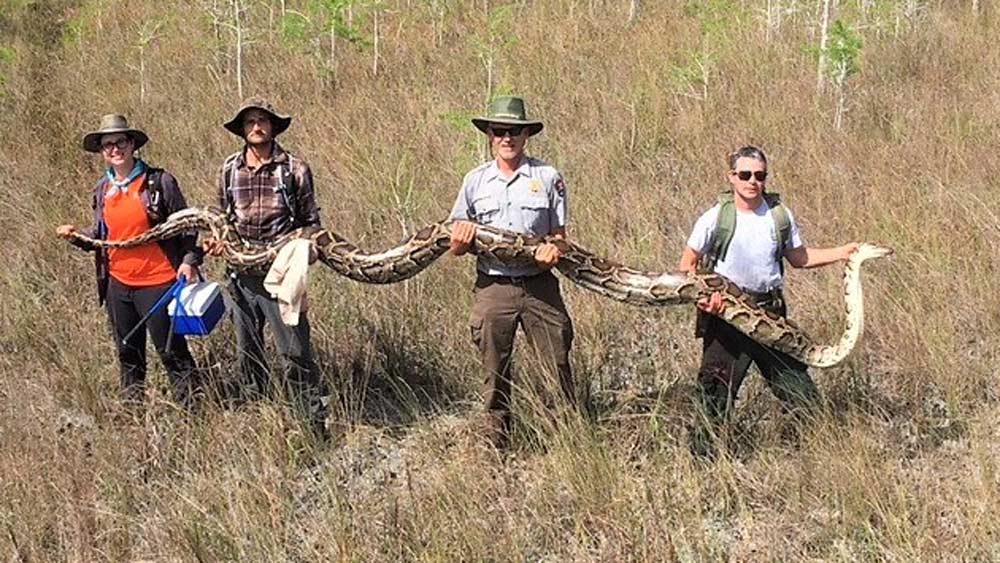 This female python, more than 17 feet long, weighed 140 pounds and contained 73 developing eggs in April 2019.