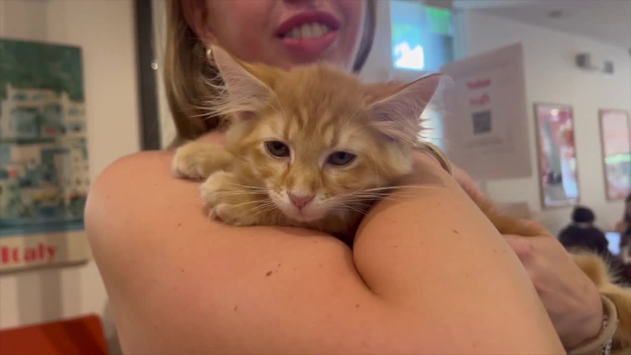 New Baltimore cat cafe combines coffee shop experience with kitten adoptions