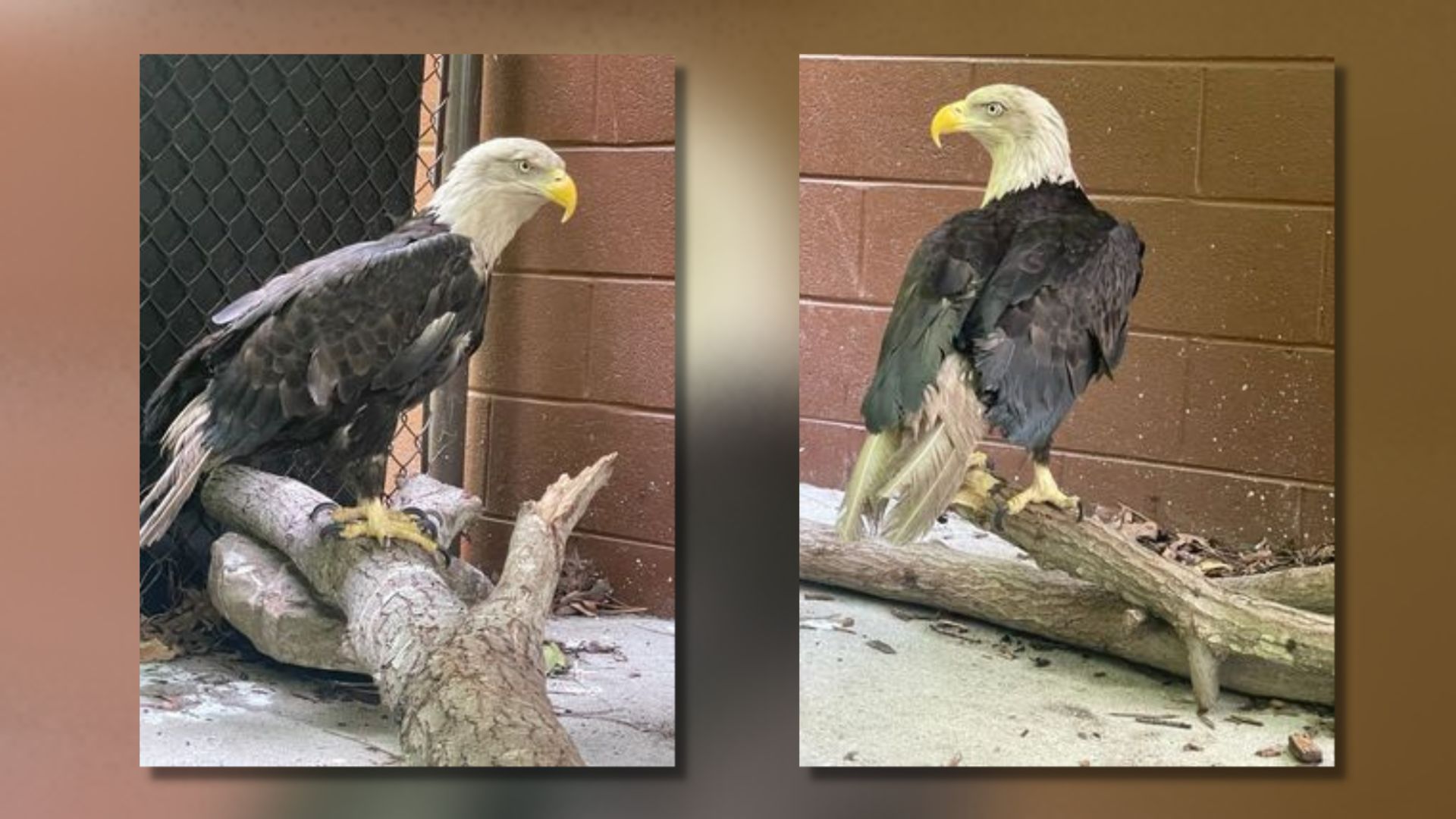 Virginia Living Museum eagle needs a name