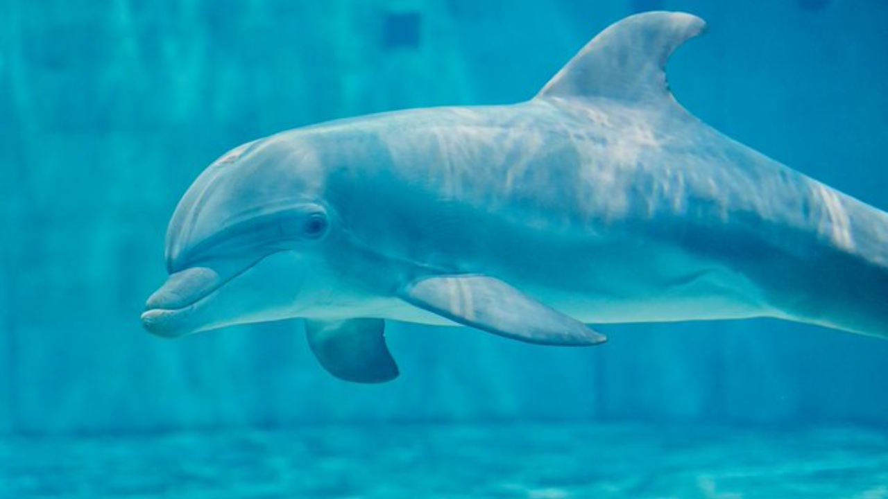 dolphin.png