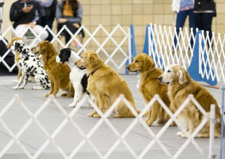 dog show.png
