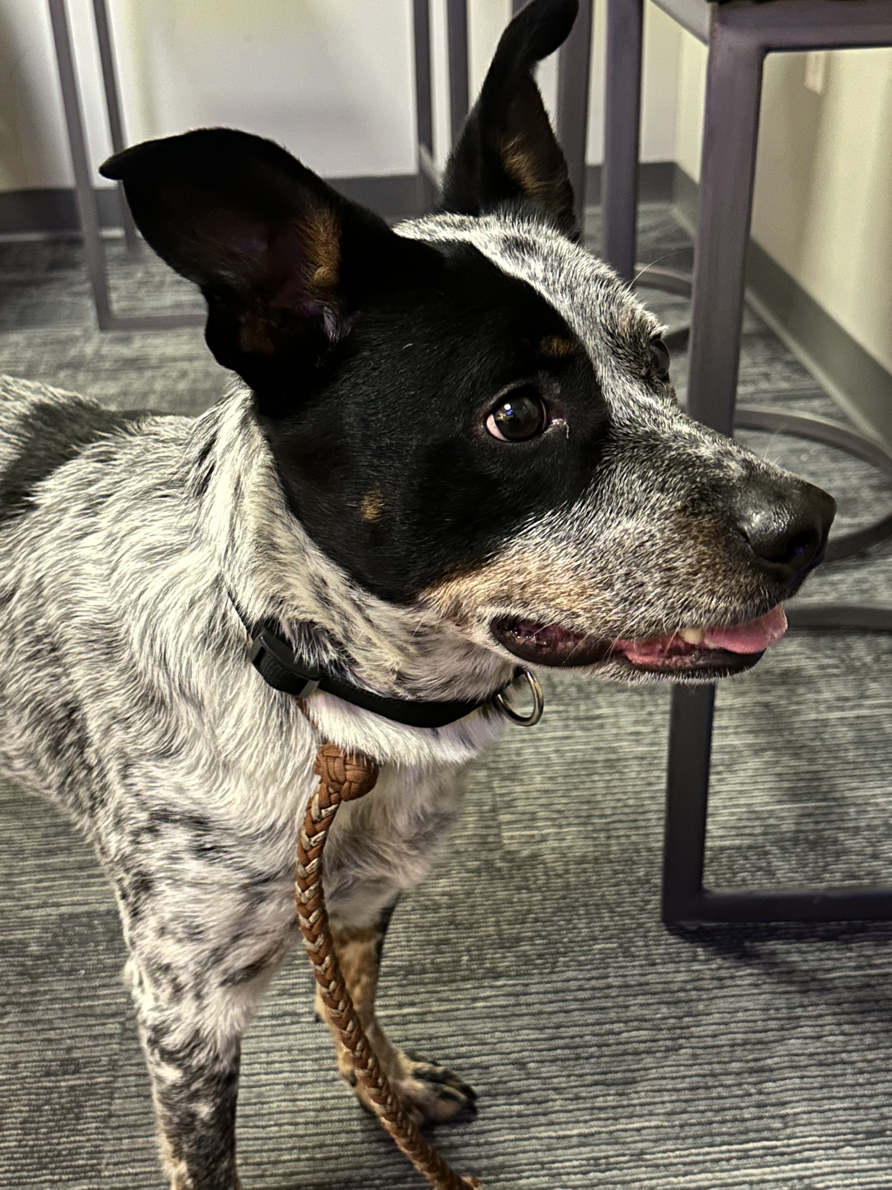 Pet Adoption Tuesday: Meet Toby from the Humane Society of West Michigan!