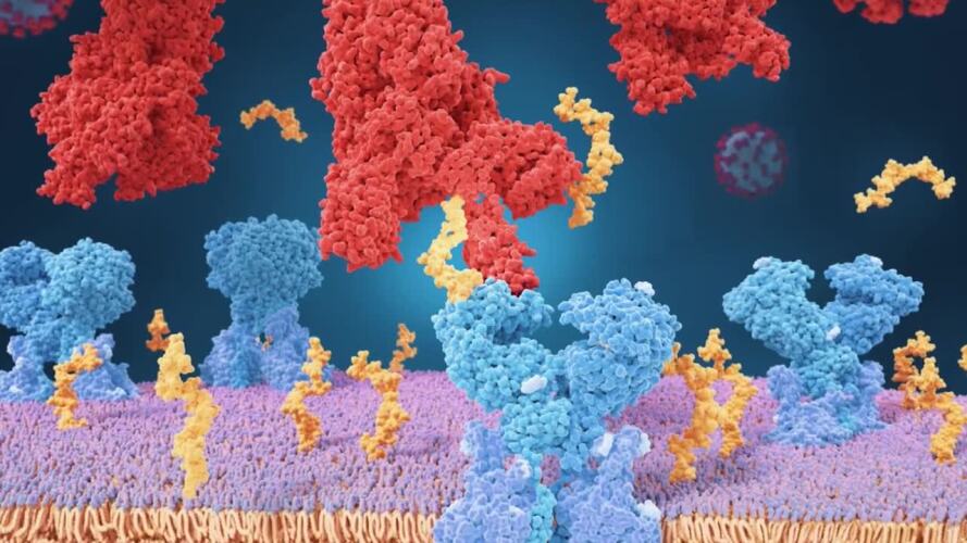 omicron variant-covid.jfif