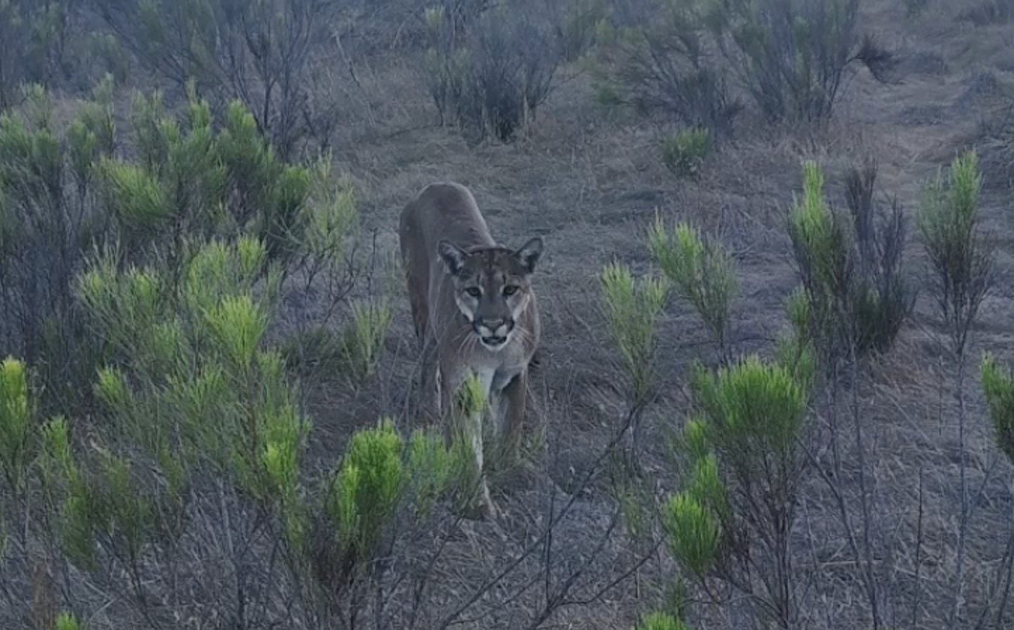 Hiker recounts harrowing mountain lion encounter at Mission Trails Regional Park