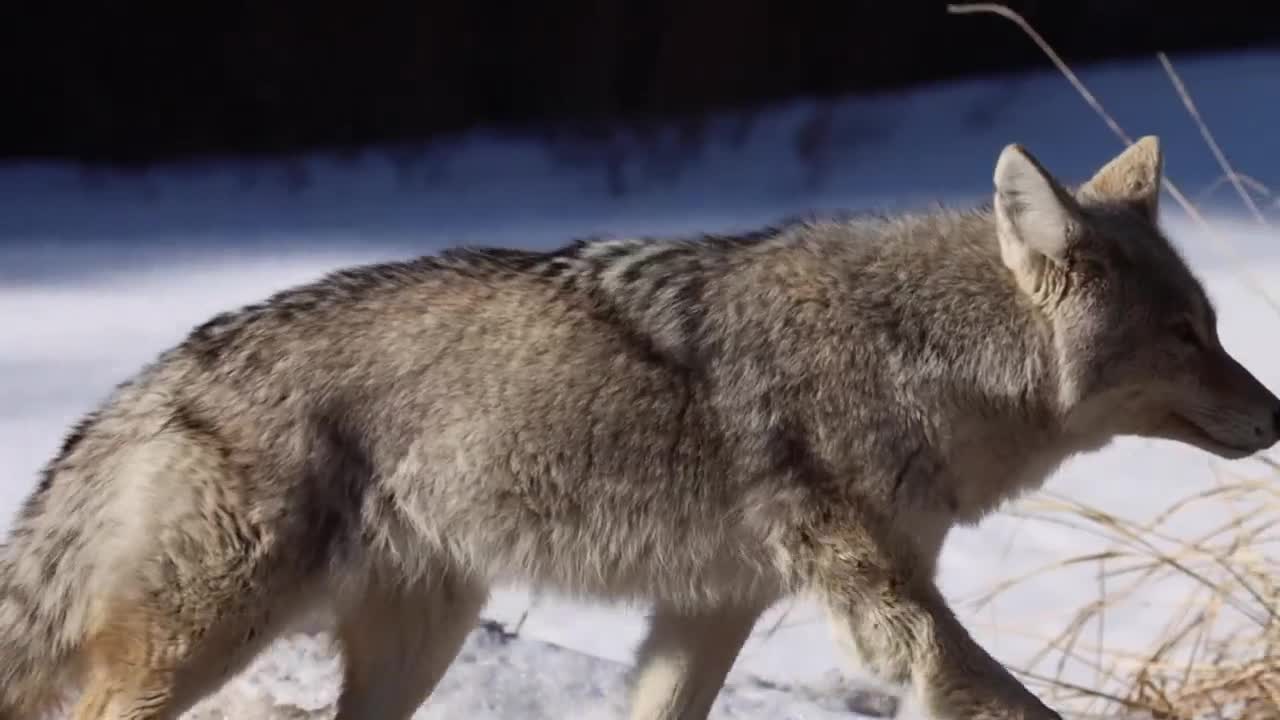 coyote