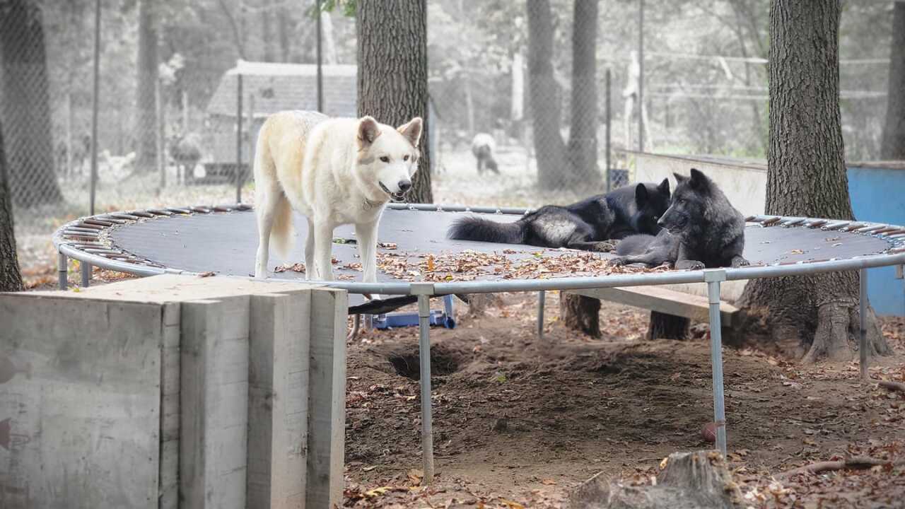 Howling Timbers Animal Sanctuary wolf dog.jpg