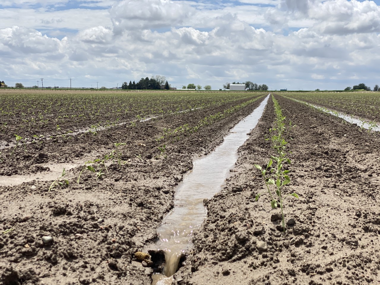 Musso Farms says they have seen much worse damage as a result of storms in the past than their crops did on May 16, 2021.