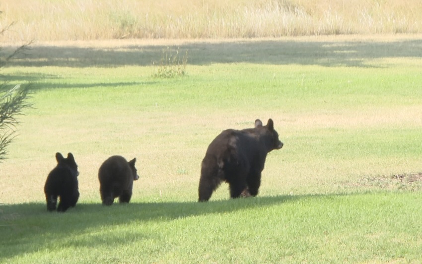 Uptown Butte Black Bears