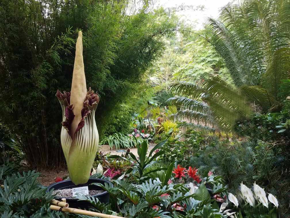 Corpse Flower 
