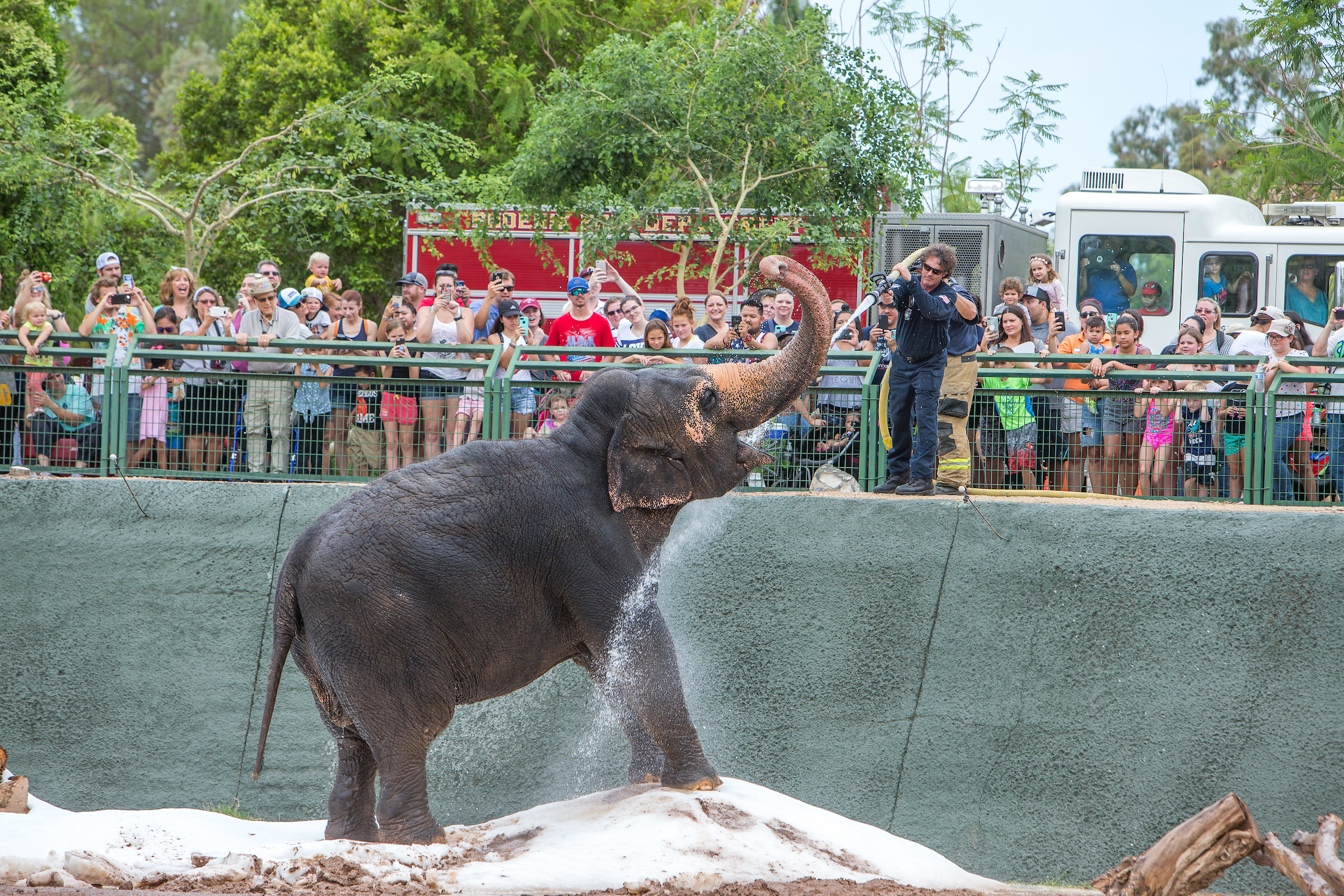 Reba Phoenix Zoo elephant