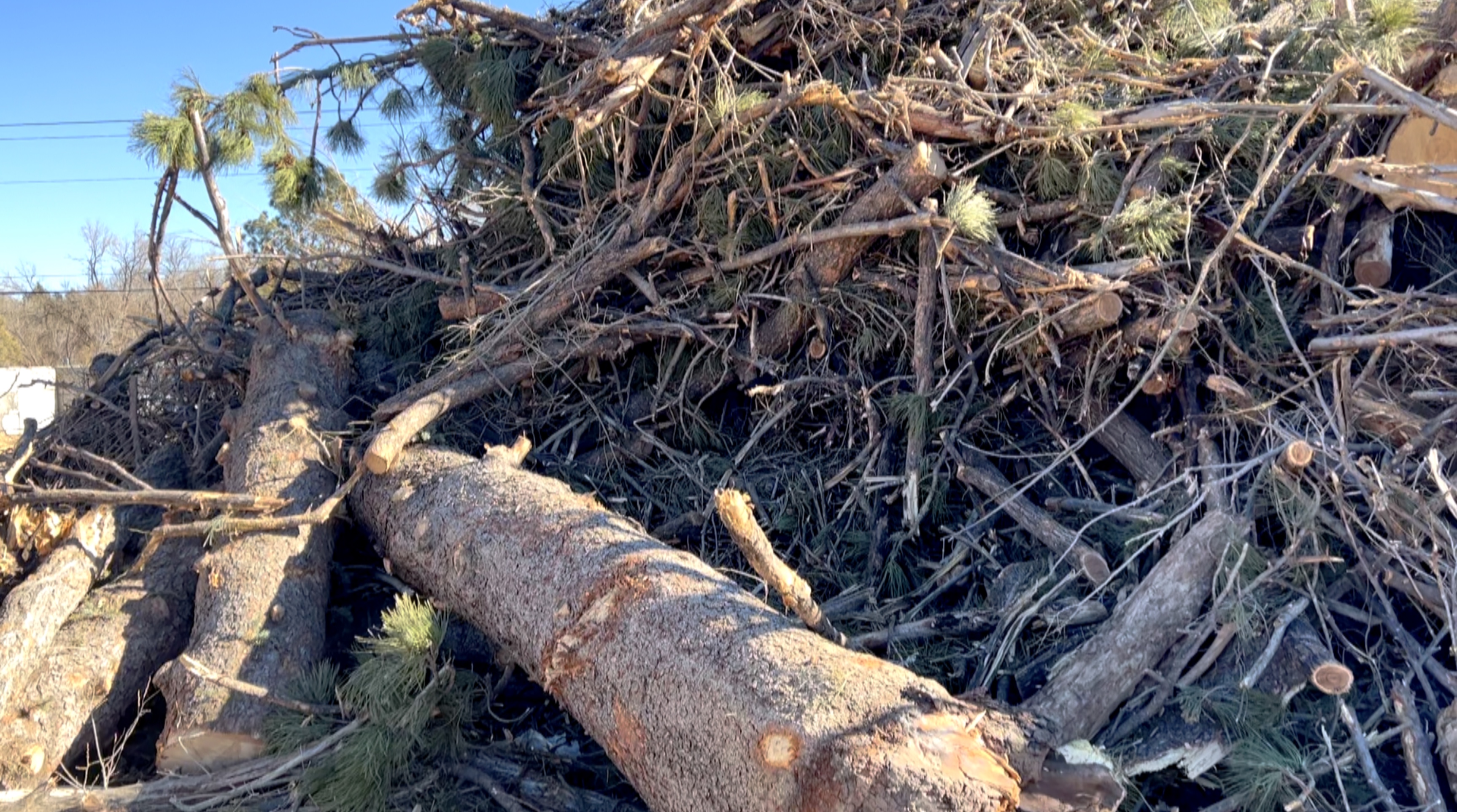 Using GOCOS! to report tree issues and damage helps improve the city's response