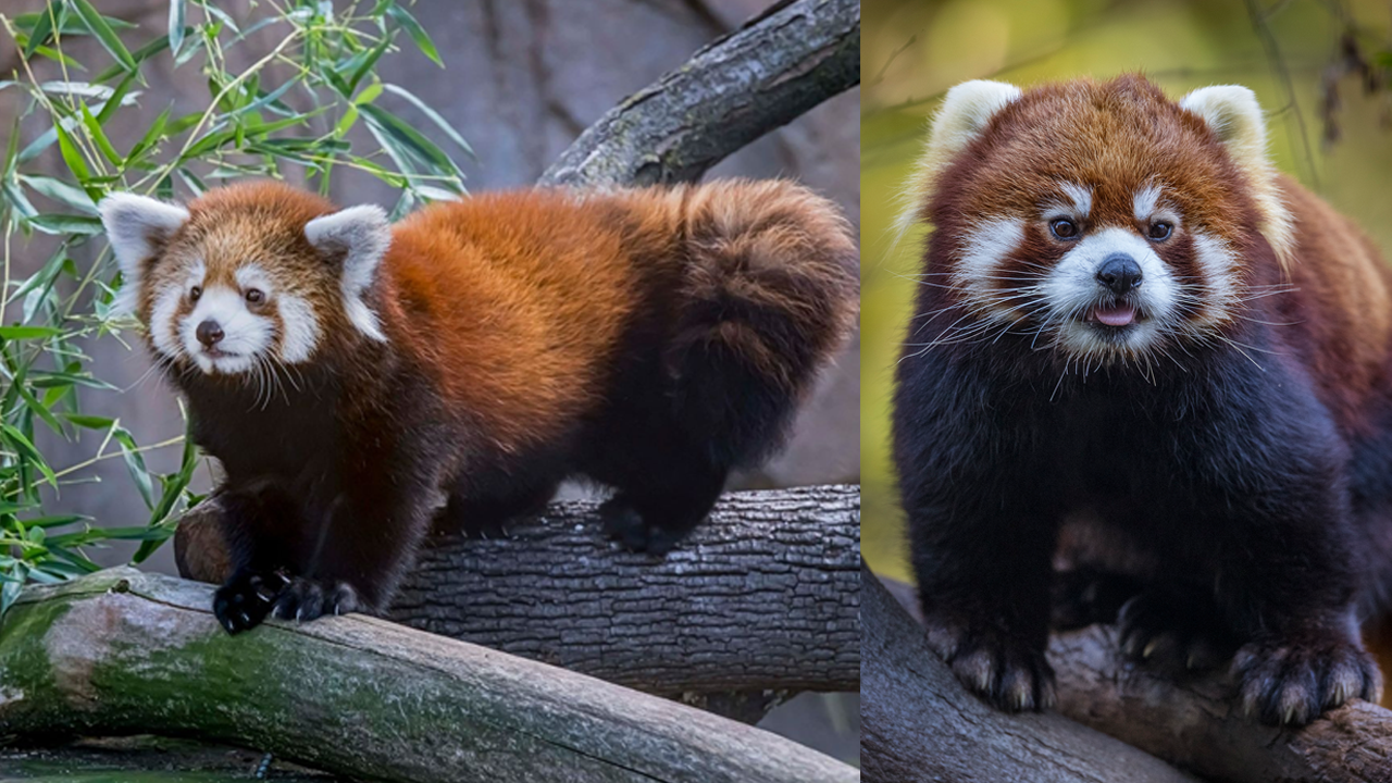 STYANS RED PANDAS ZOO BOISE.png
