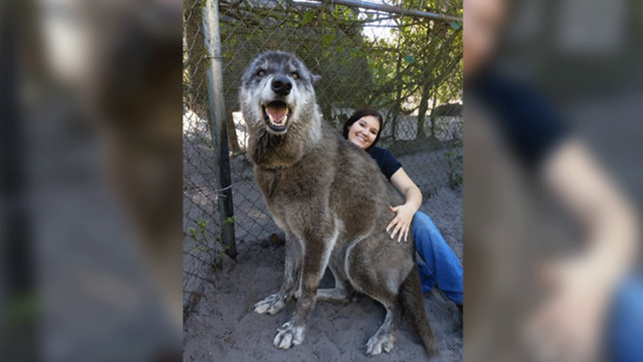 giant dog rescue near me