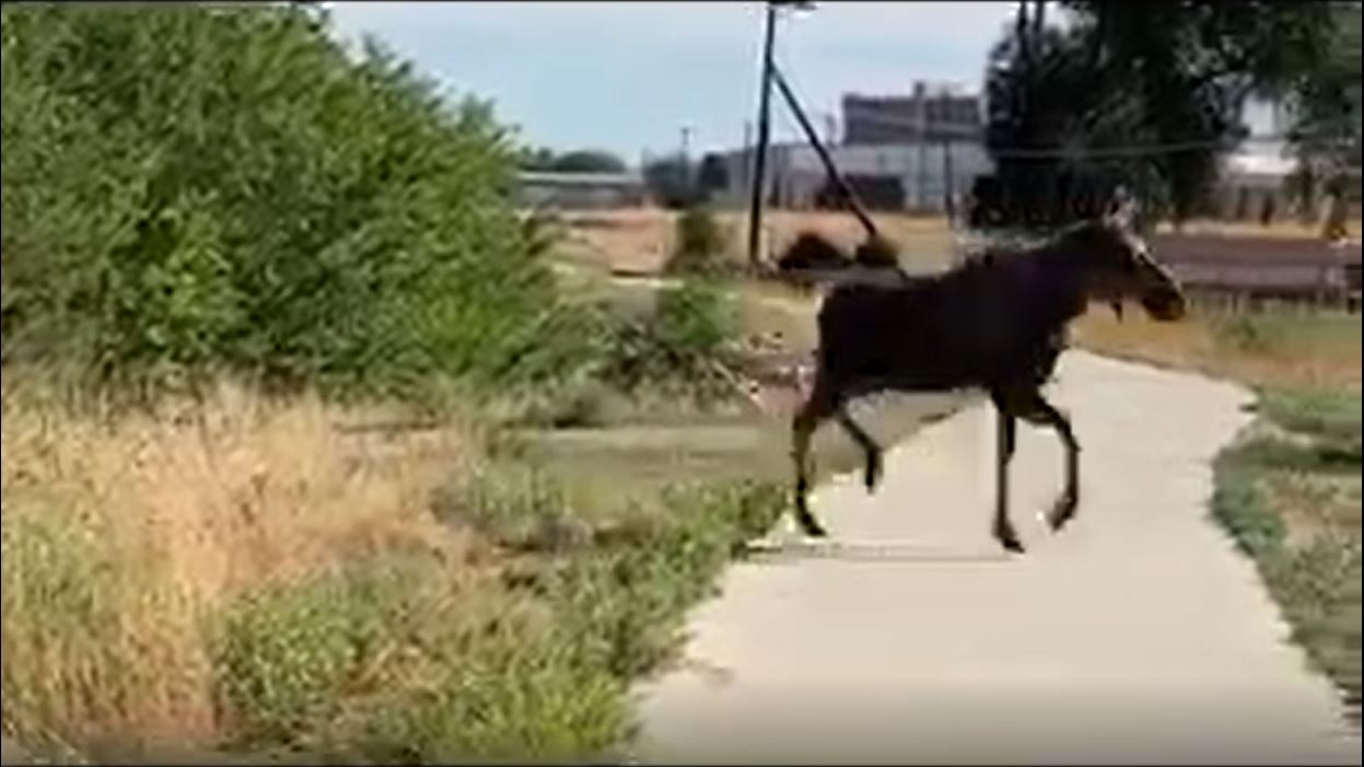 Moose sighting in Pueblo