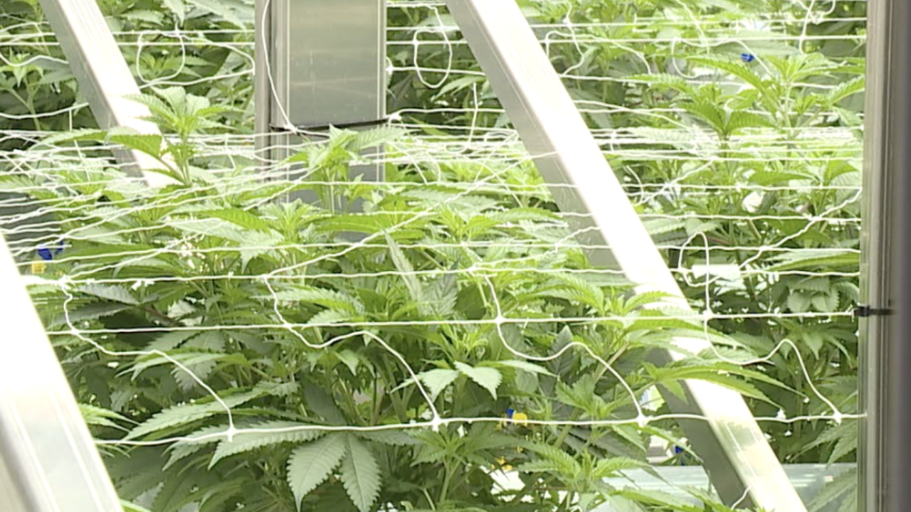 marijuana.png