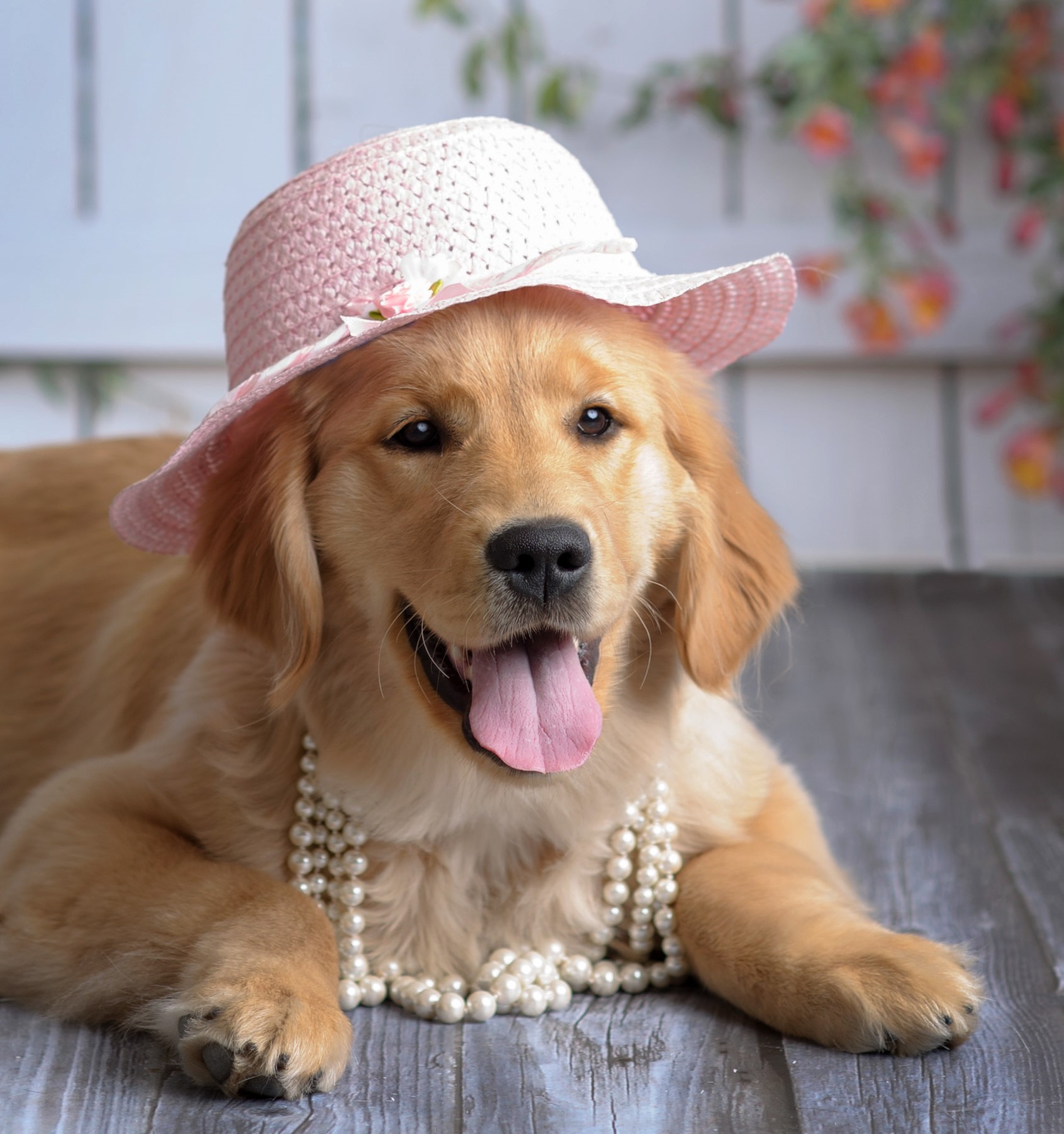 Hats & Hounds 2024.jpg