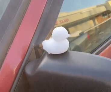 Duck.jpg