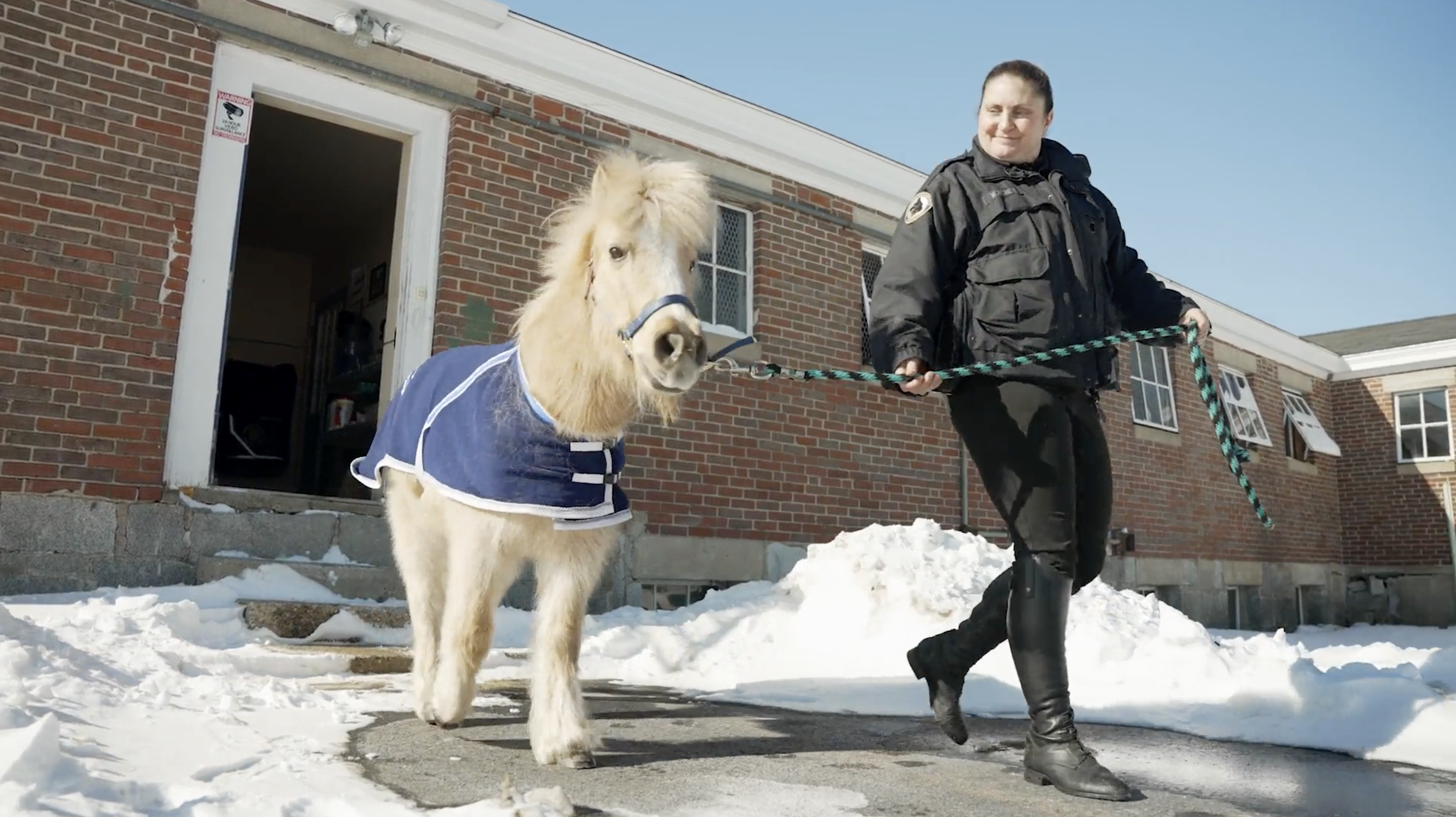 comfort pony
