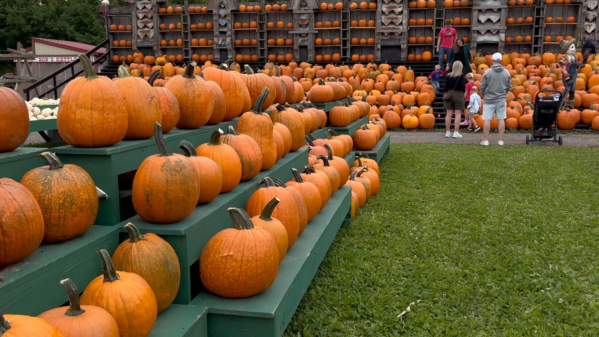 The Great Pumpkin Farm open 31st season in Clarence