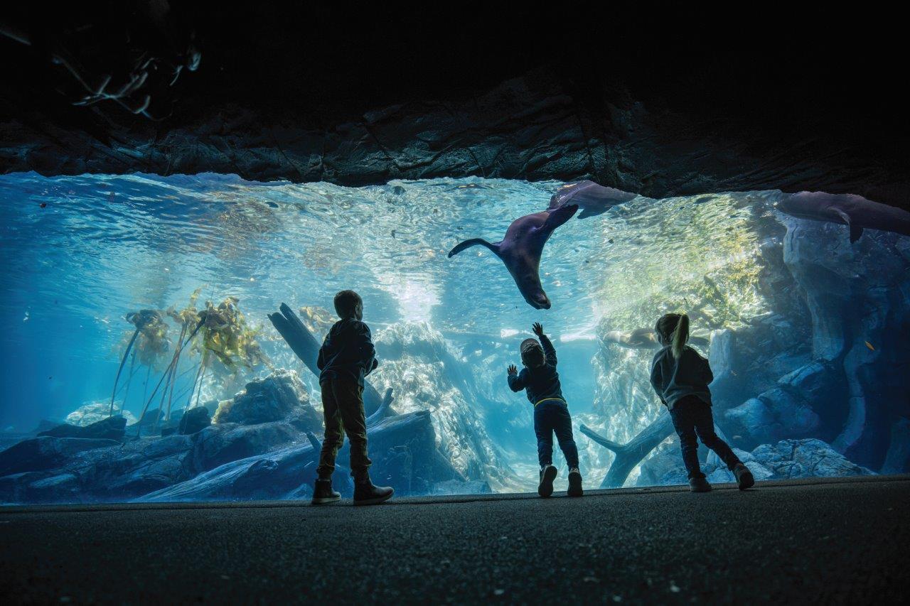 Sea Lion Shores Window 3 kids sm.jpg