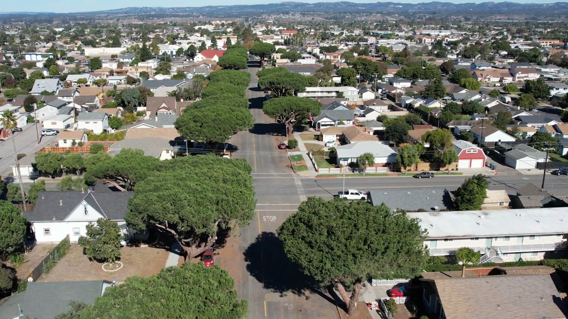 lompoc itilian stone pine trees .png