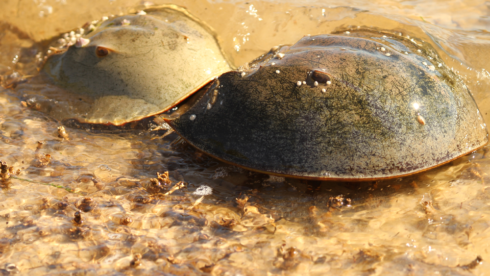 horseshoe-crab.png