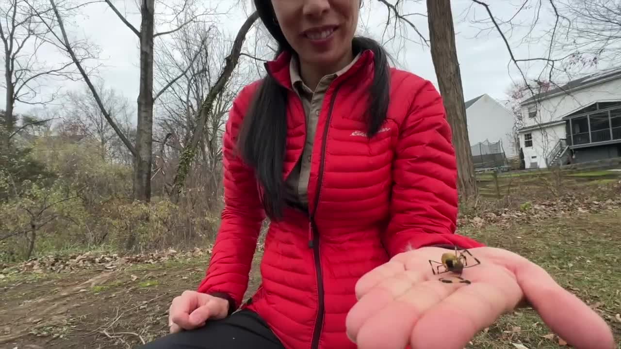 Maryland's newest invasive species: The giant Joro spider from Asia