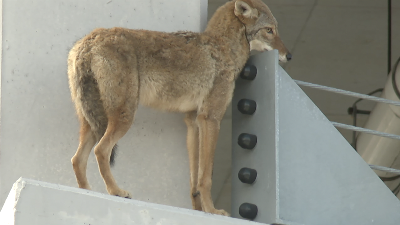 Coyote on ledge