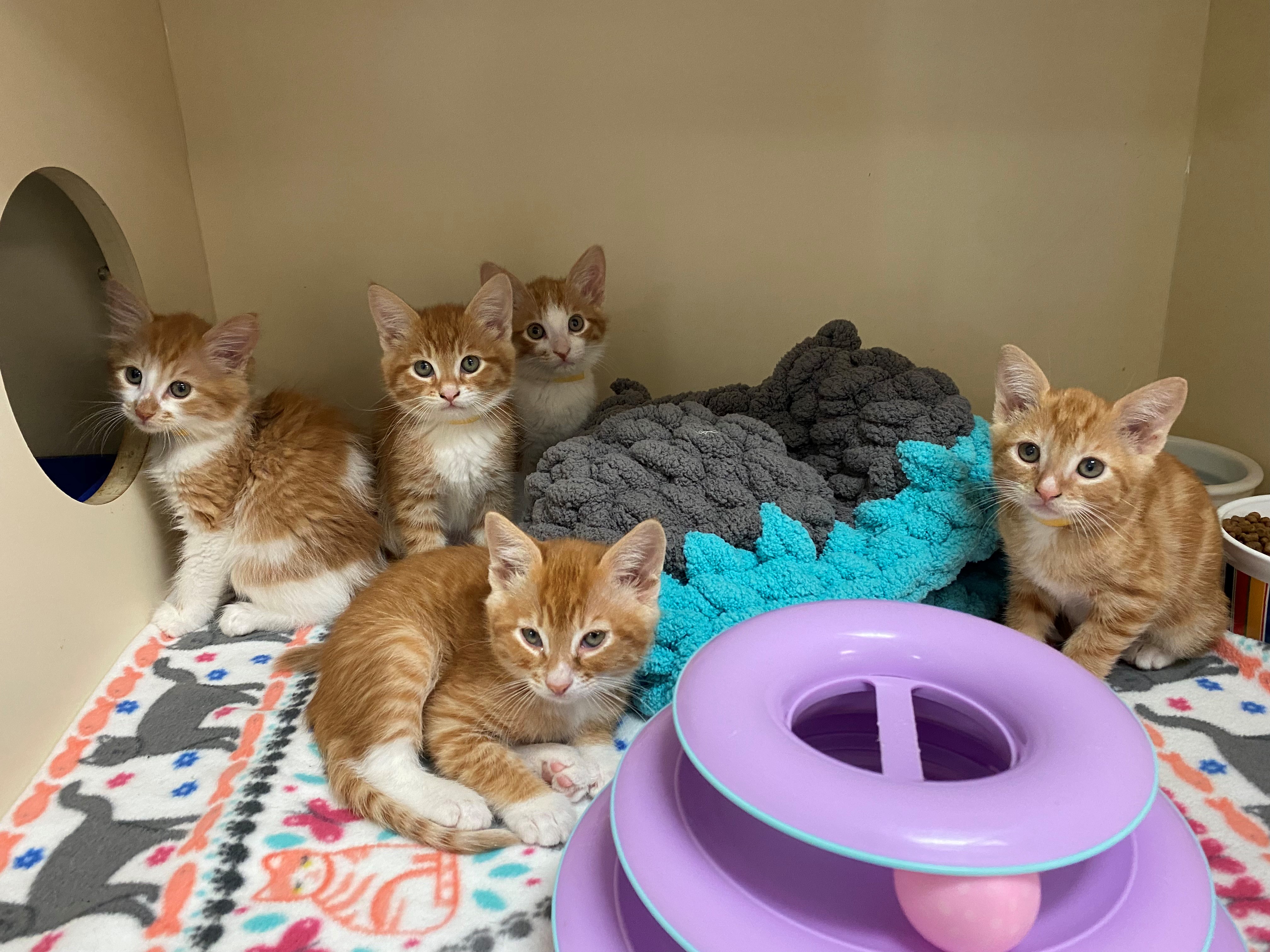 woods humane society kittens.jpg