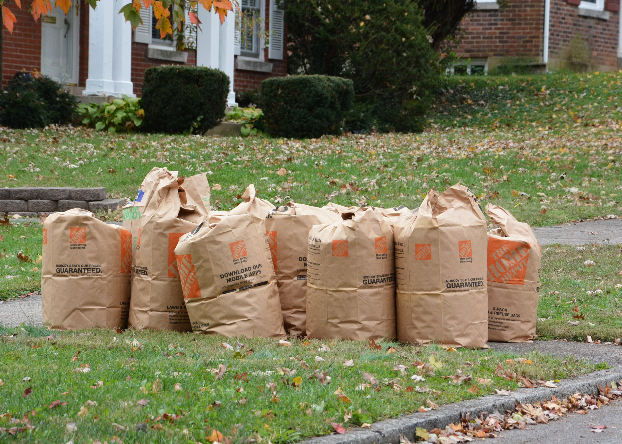 Leaves _3413.jpg