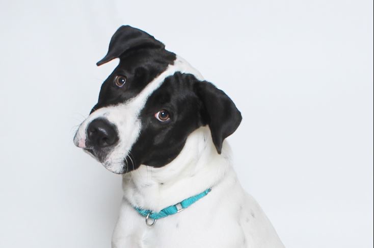 wptv dog.JPG