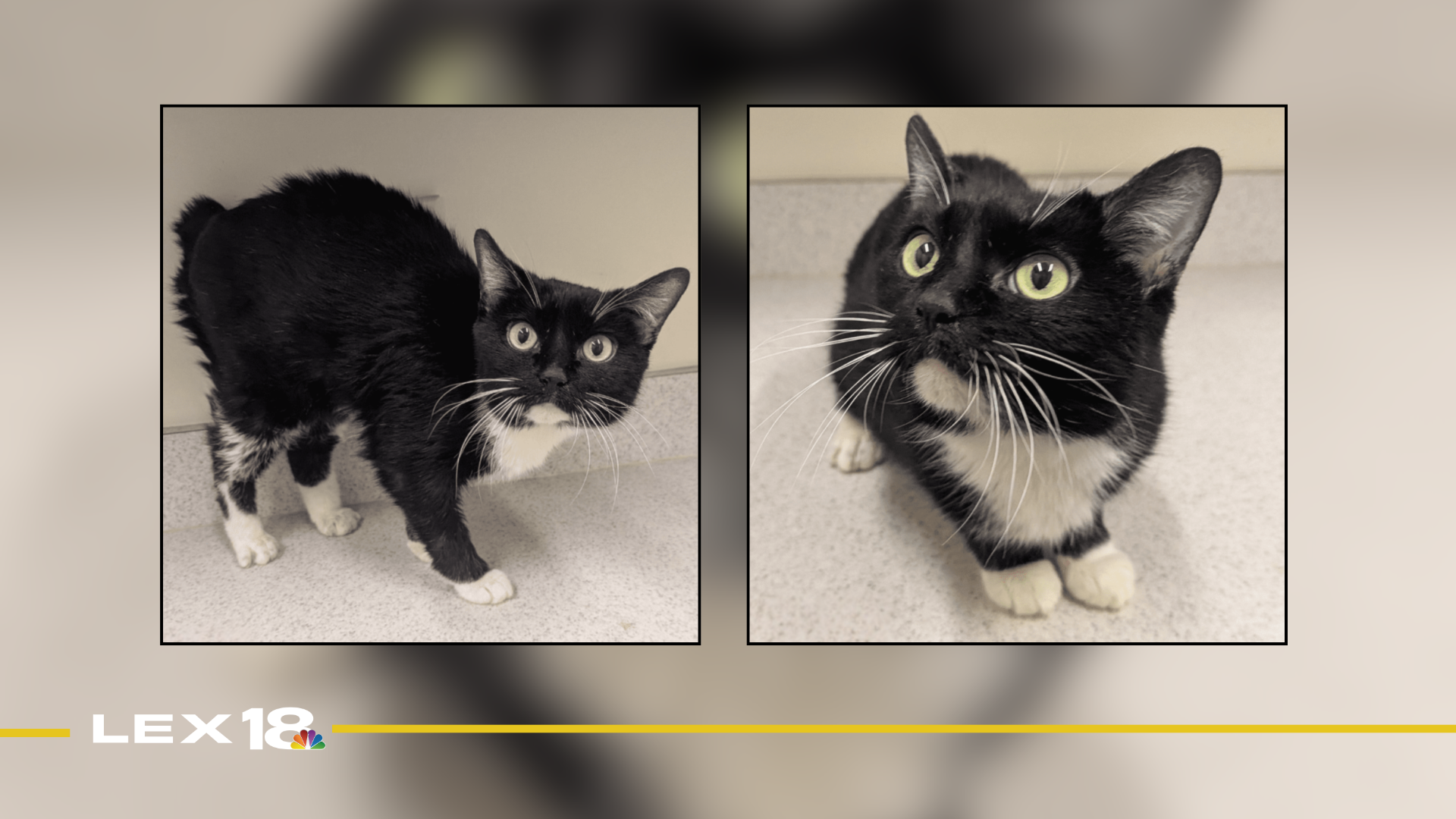 Featured Image Custom Edit (2).png