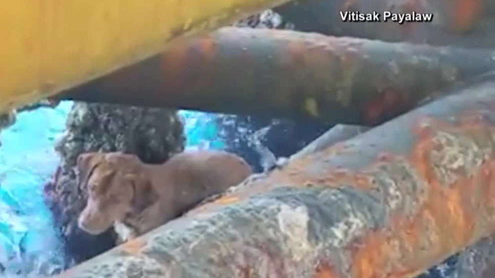 WPTV-DOG-RESCUE-THAILAND-.jpg