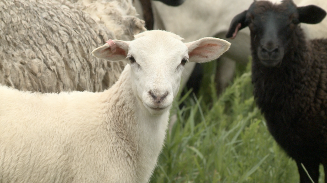 sheep