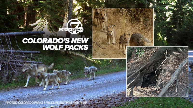 WOLF PACKS THUMBNAIL.jpg