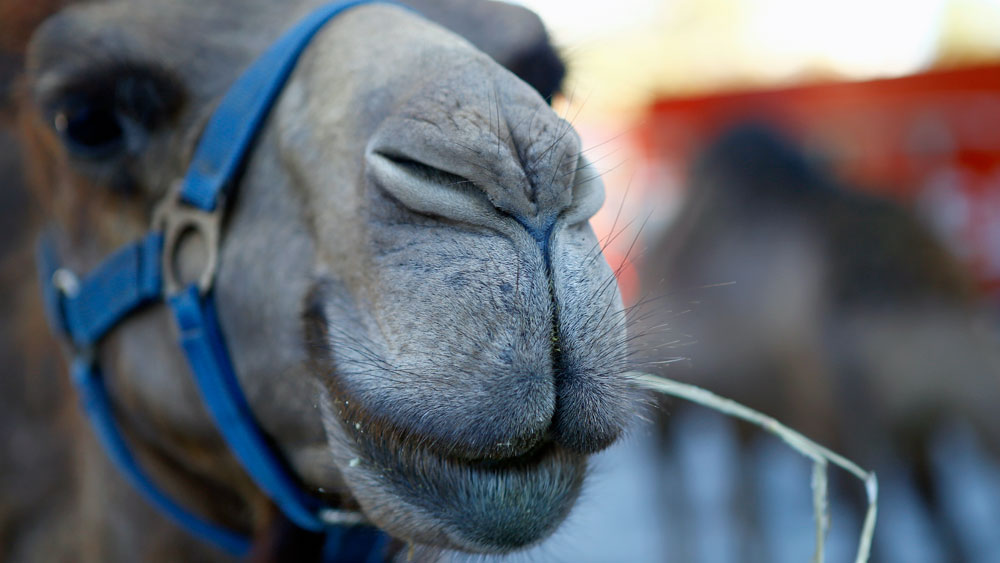 wptv-camel-.jpg