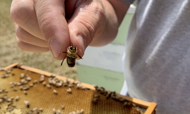 Male Drone Bee