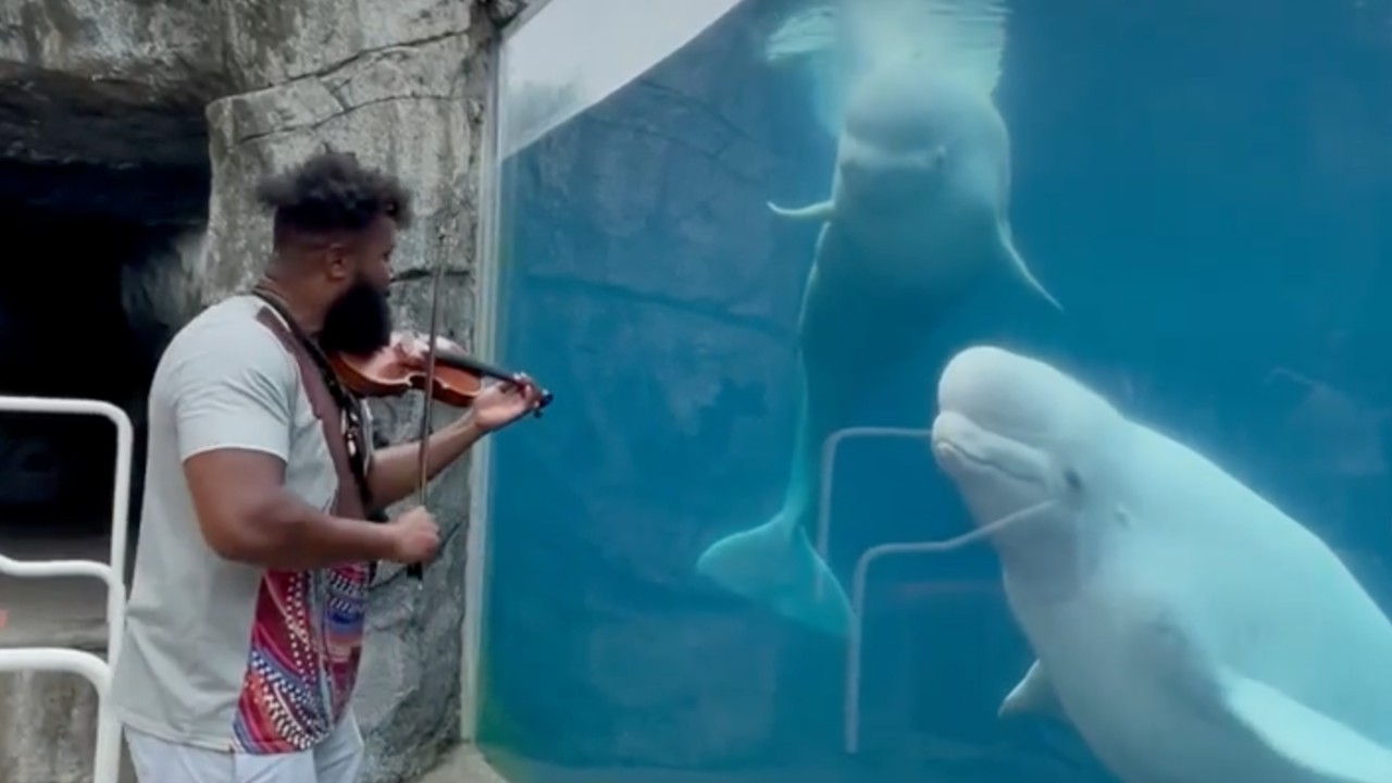 violinist.jpg