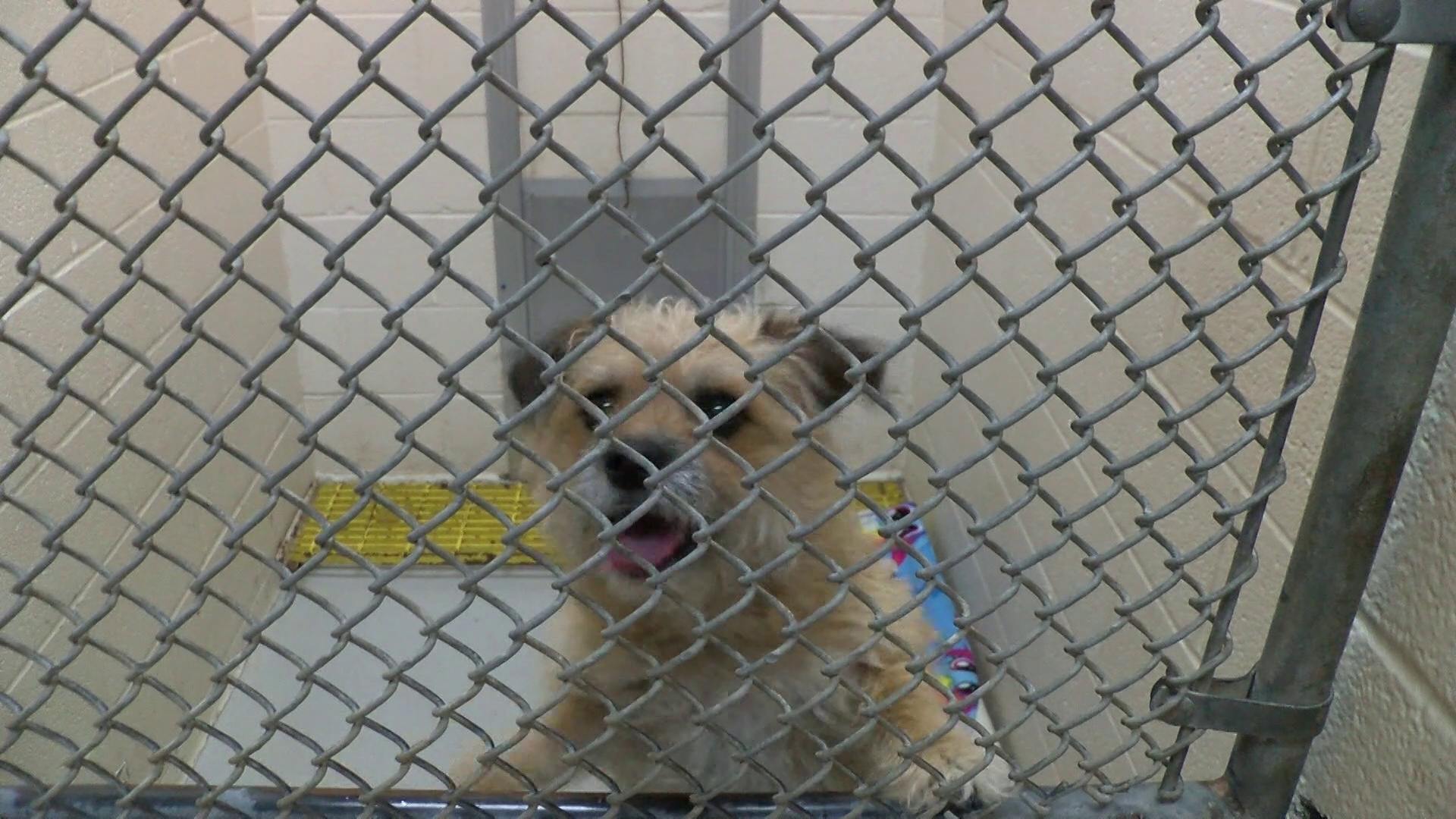 Great Falls Animal Shelter (June 2021)