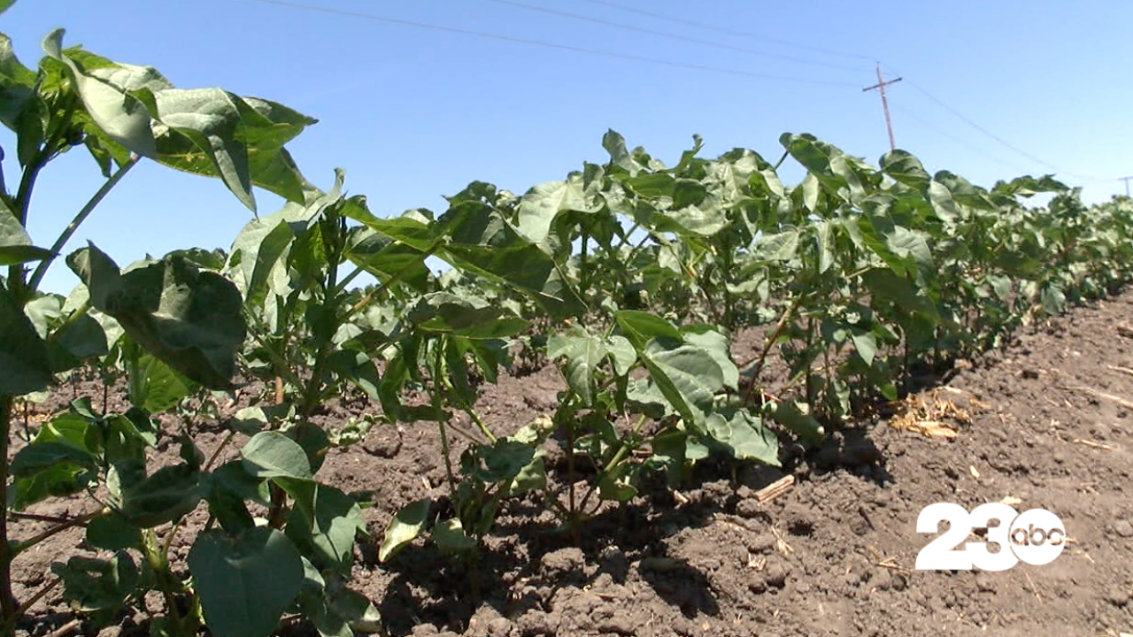 Cotton Farming in California (FILE)