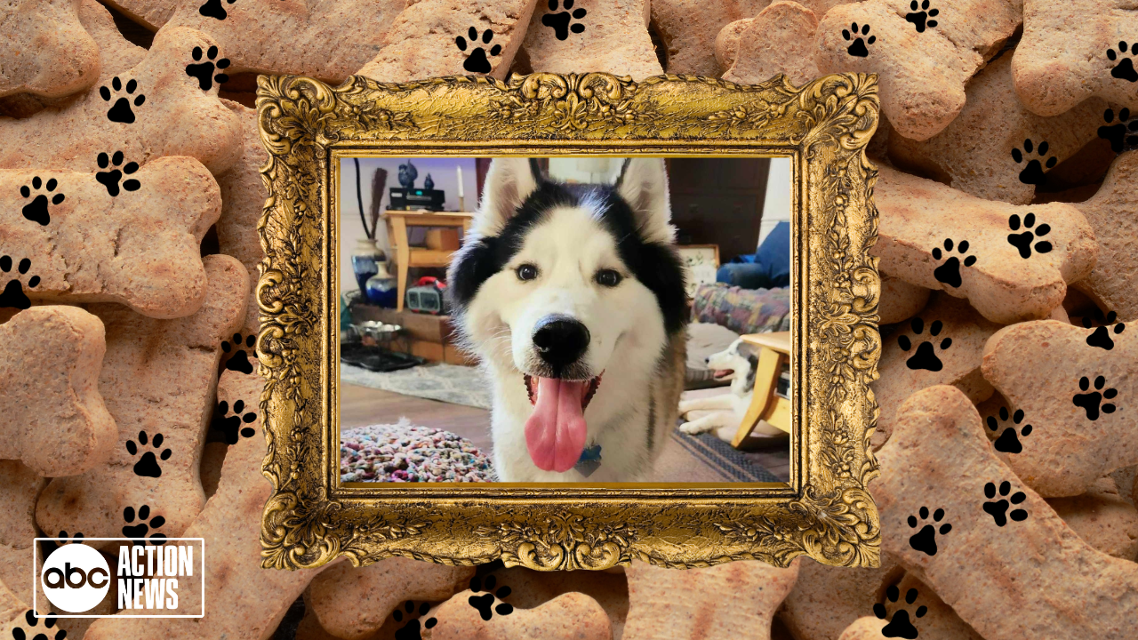 Rescues in Action: Ashe