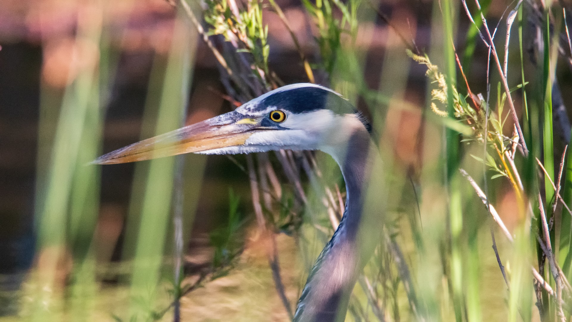 Blue Heron at Quail Lake