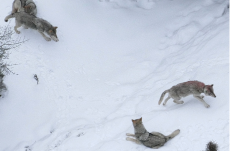 Isle Royale wolf pack 